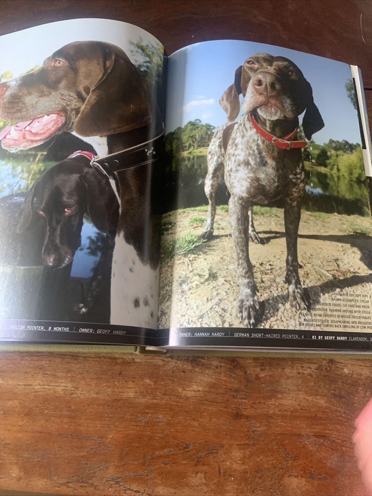 HC WINE DOGS Australia by Craig McGill & Susan Elliott MOTE DOGS reprinted 2008