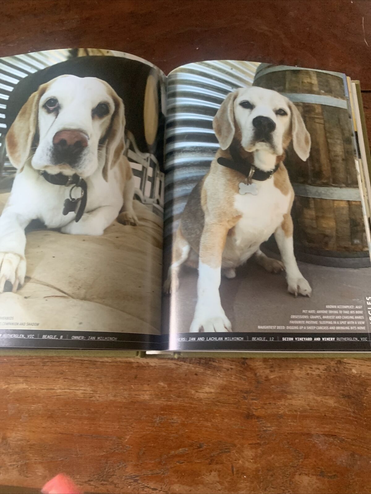 HC WINE DOGS Australia by Craig McGill & Susan Elliott MOTE DOGS reprinted 2008