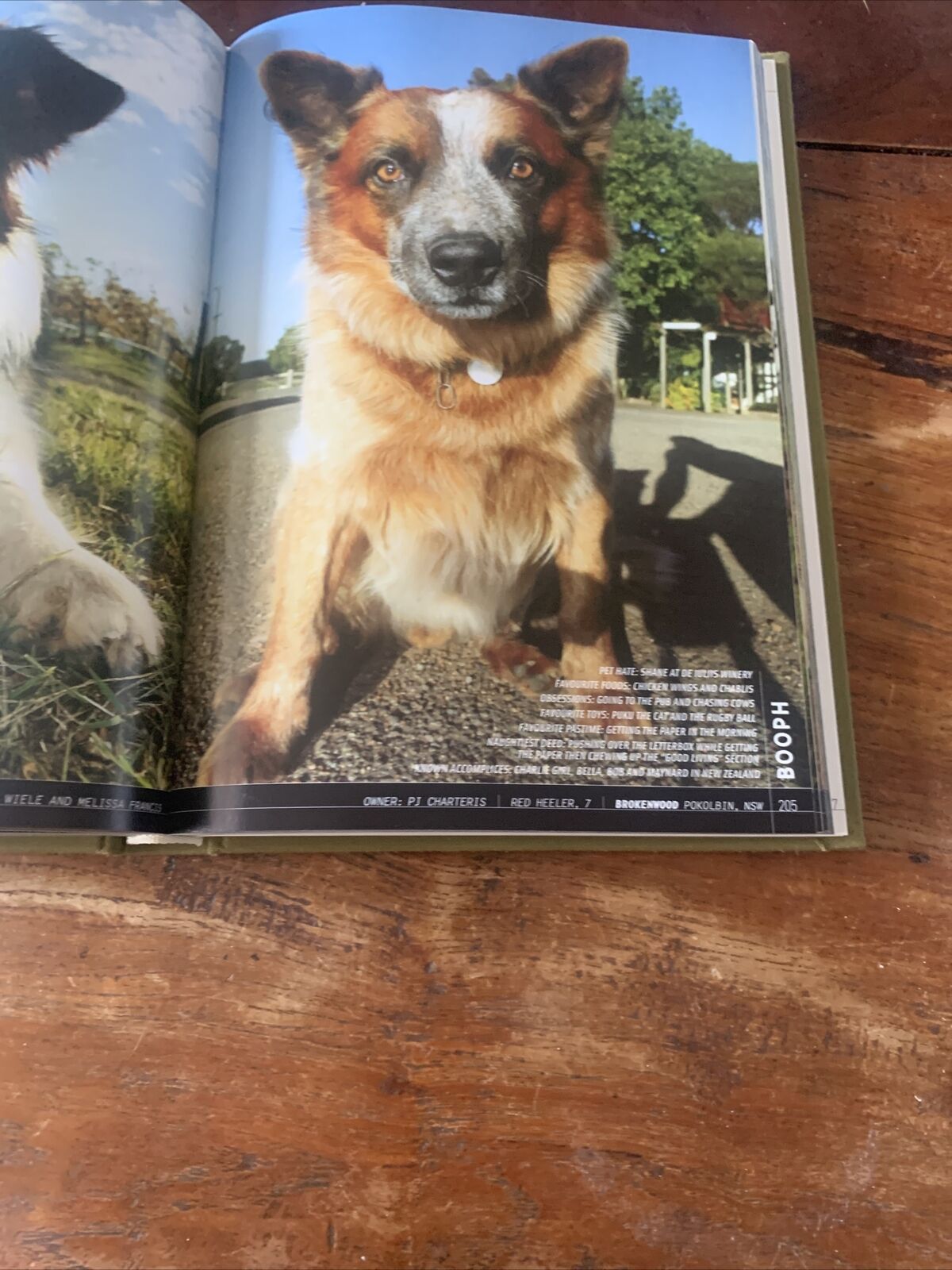 HC WINE DOGS Australia by Craig McGill & Susan Elliott MOTE DOGS reprinted 2008