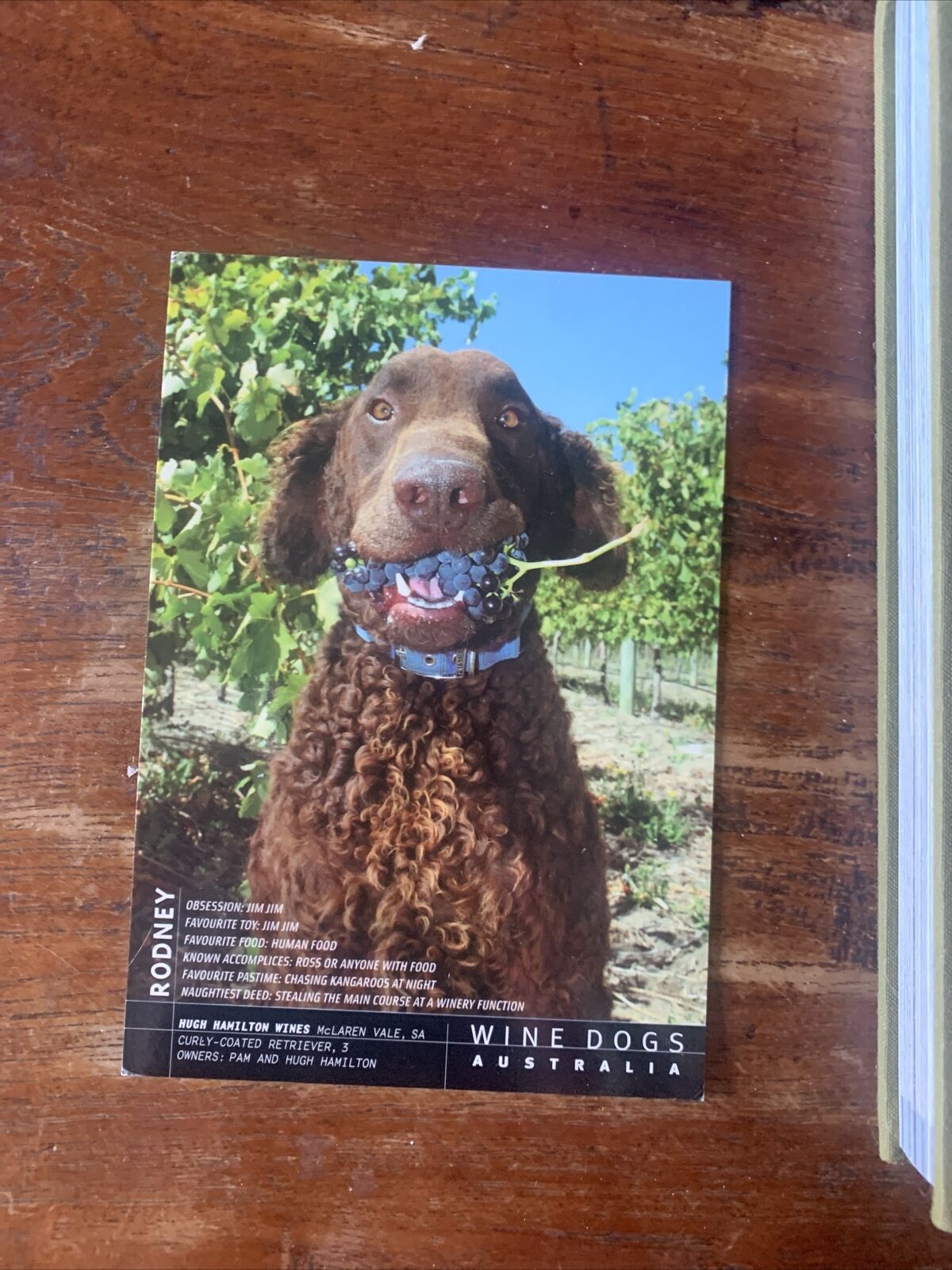 HC WINE DOGS Australia by Craig McGill & Susan Elliott MOTE DOGS reprinted 2008