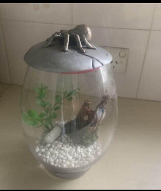 25cm Glass Fish Bowl TERRARIUM Ceramic Red Back SPIDER On Lid set up ready to go