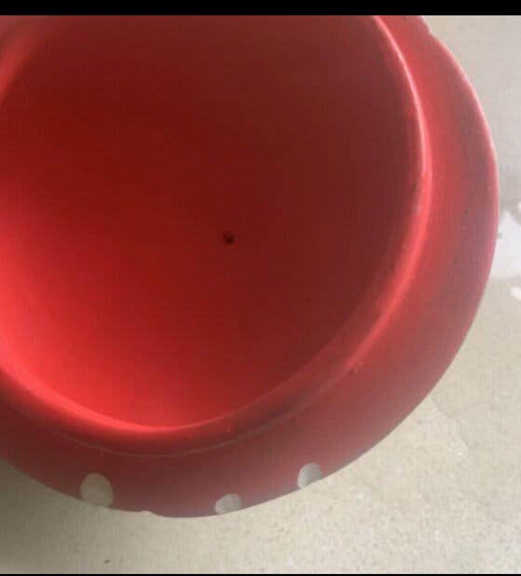 25cm Glass Fish Bowl TERRARIUM Ceramic Red Back SPIDER On Lid set up ready to go