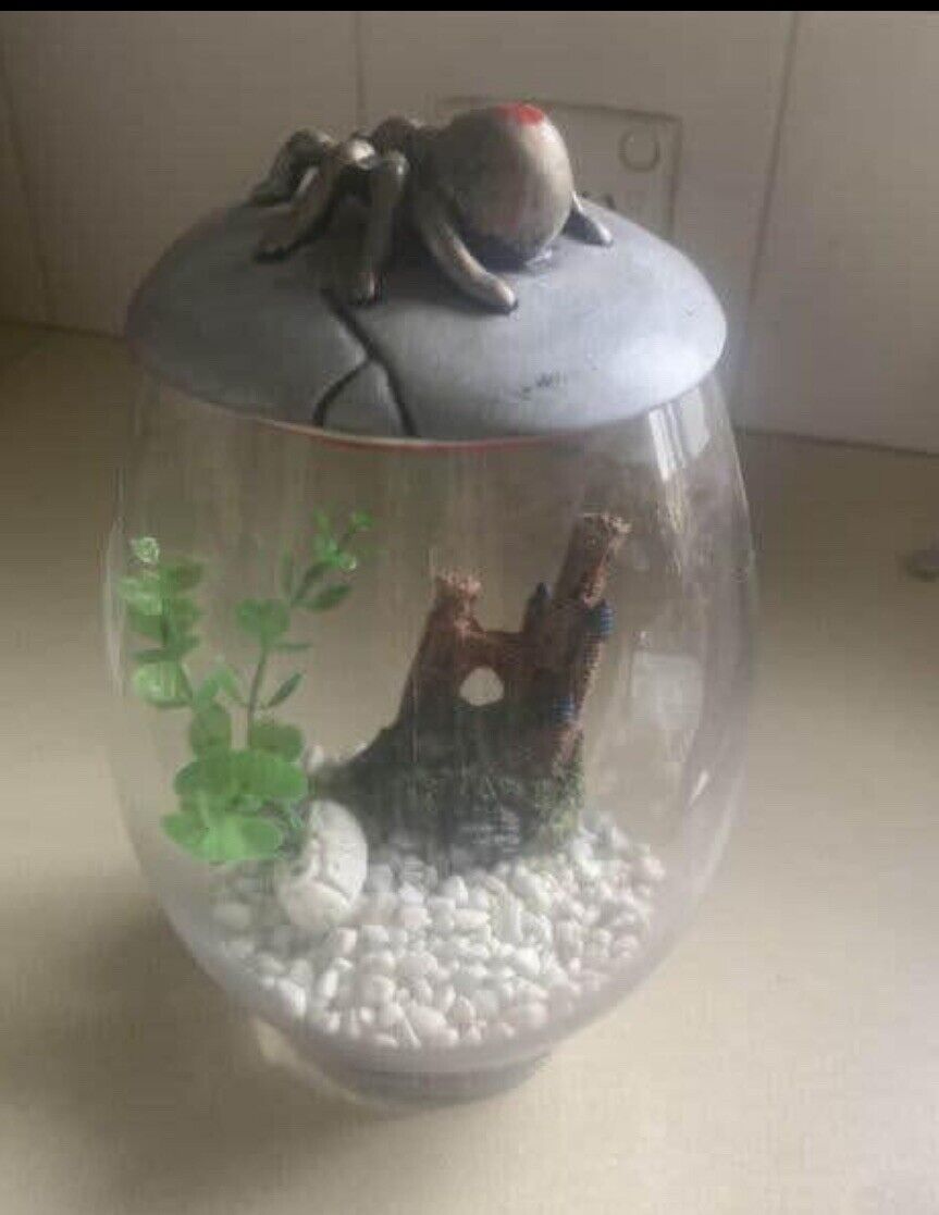 25cm Glass Fish Bowl TERRARIUM Ceramic Red Back SPIDER On Lid set up ready to go