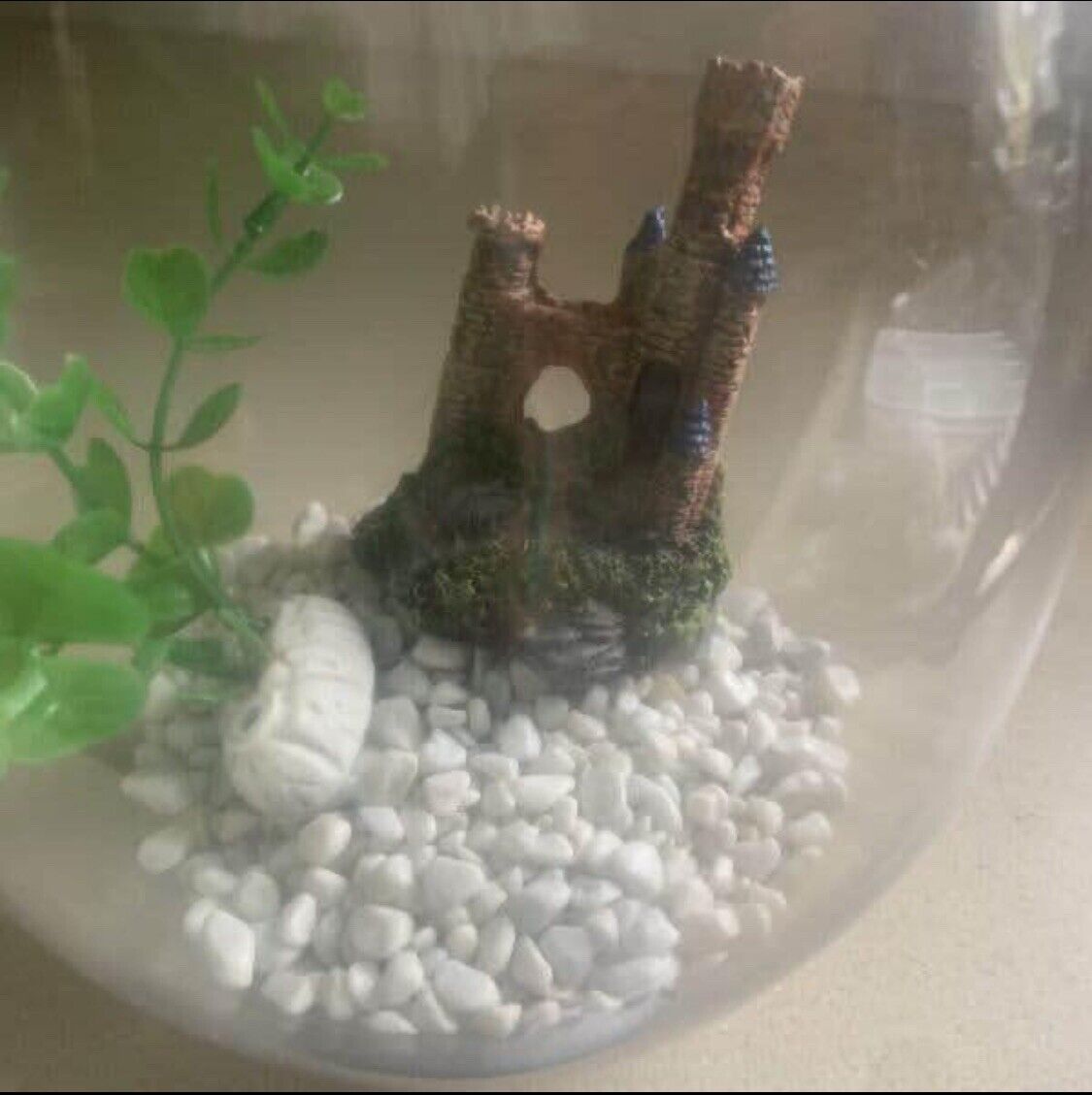 25cm Glass Fish Bowl TERRARIUM Ceramic Red Back SPIDER On Lid set up ready to go