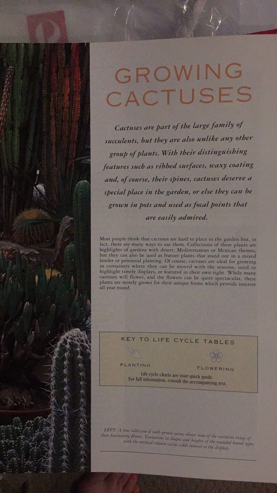 PB GUIIDE TO GROWING CACTUSES Better Homes and Gardens Gardening Plants
